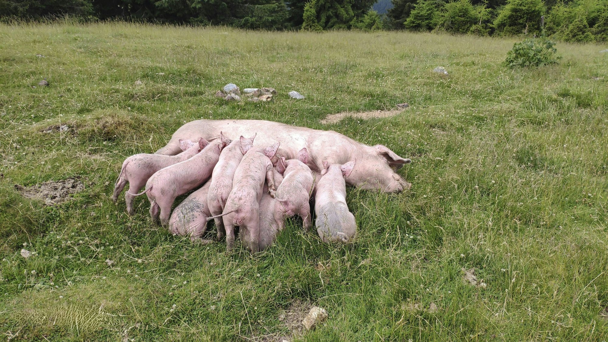 Sau und Ferkel im Gras