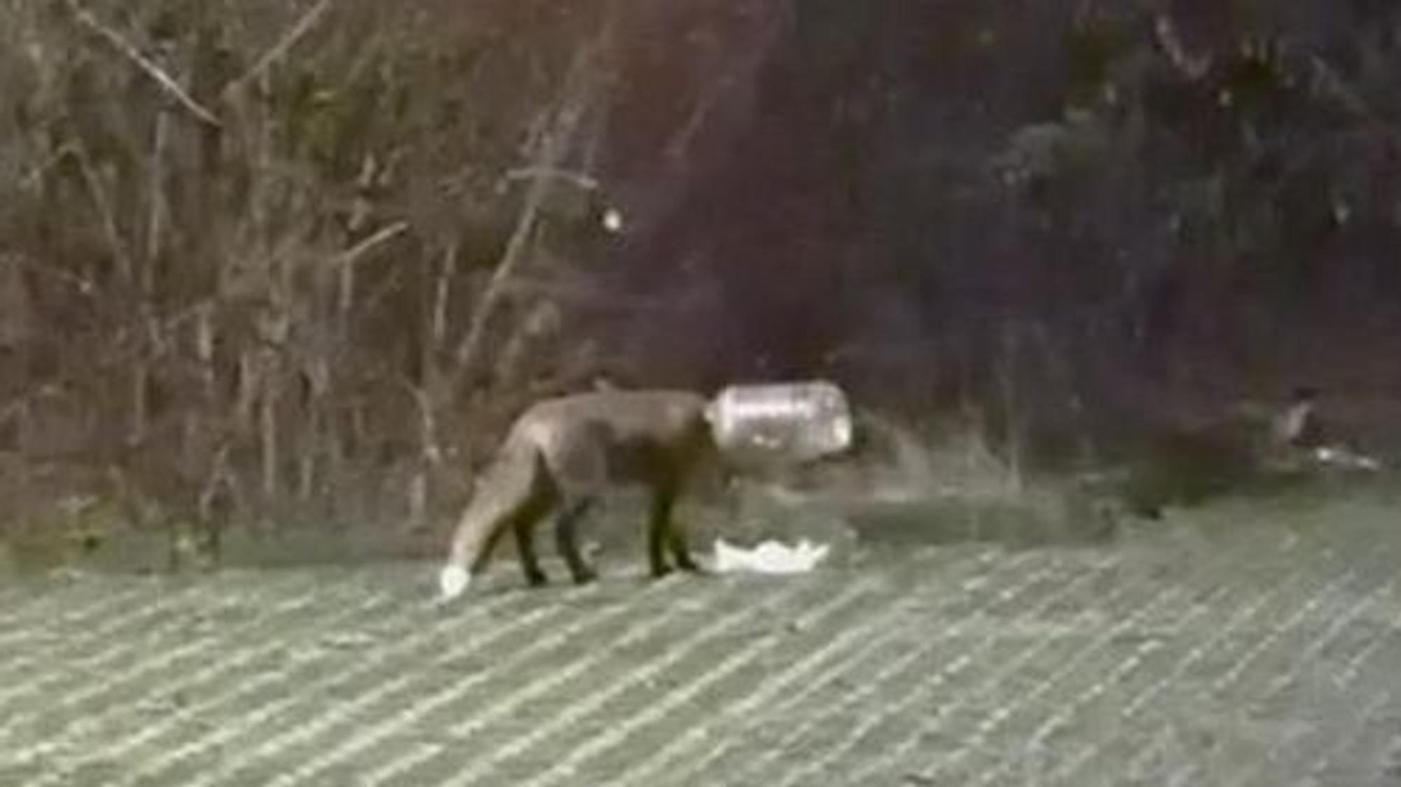 Der Kopf eines Fuchses steckt in einem durchsichtigen Behälter.