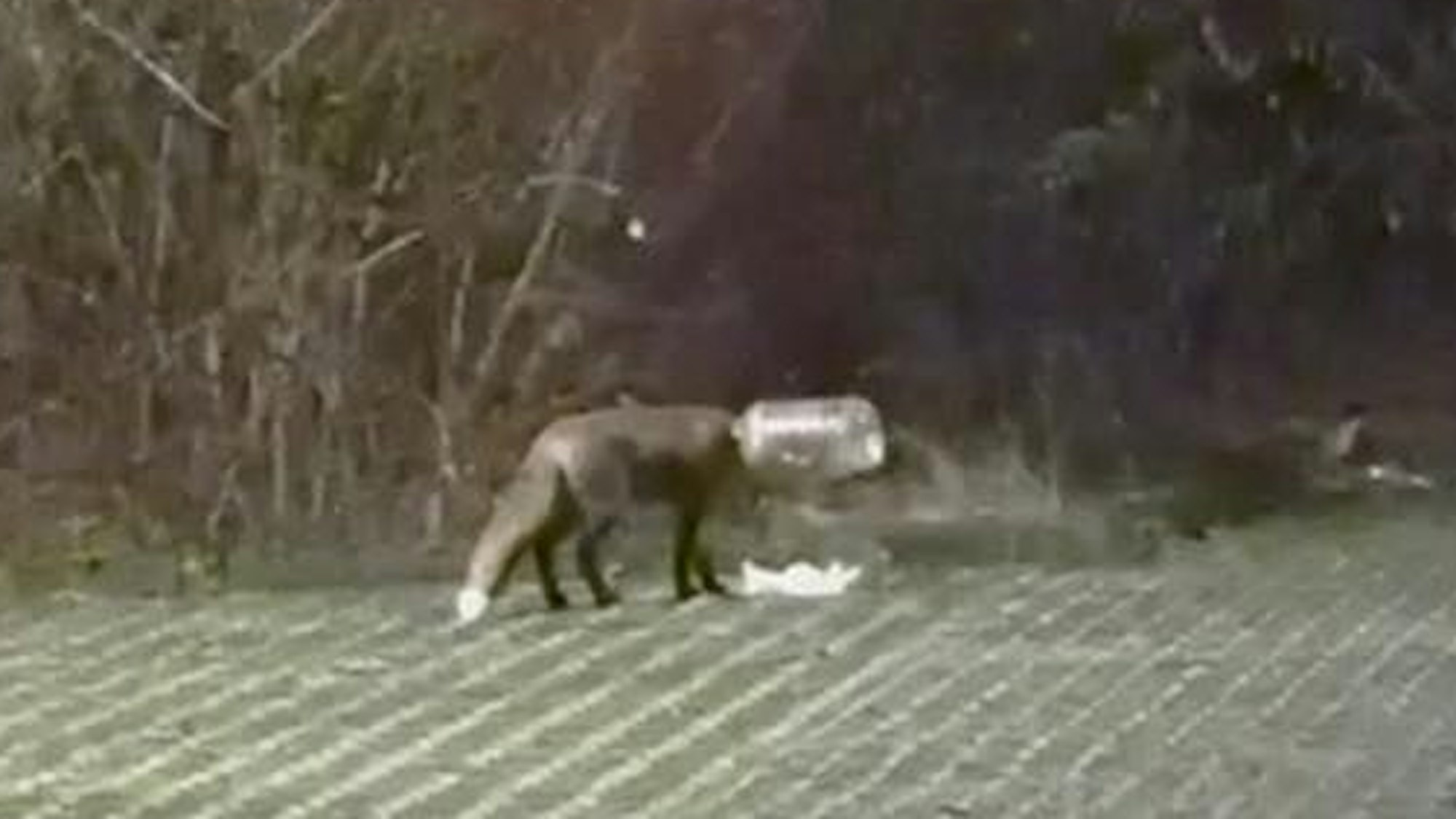 Der Kopf eines Fuchses steckt in einem durchsichtigen Behälter.