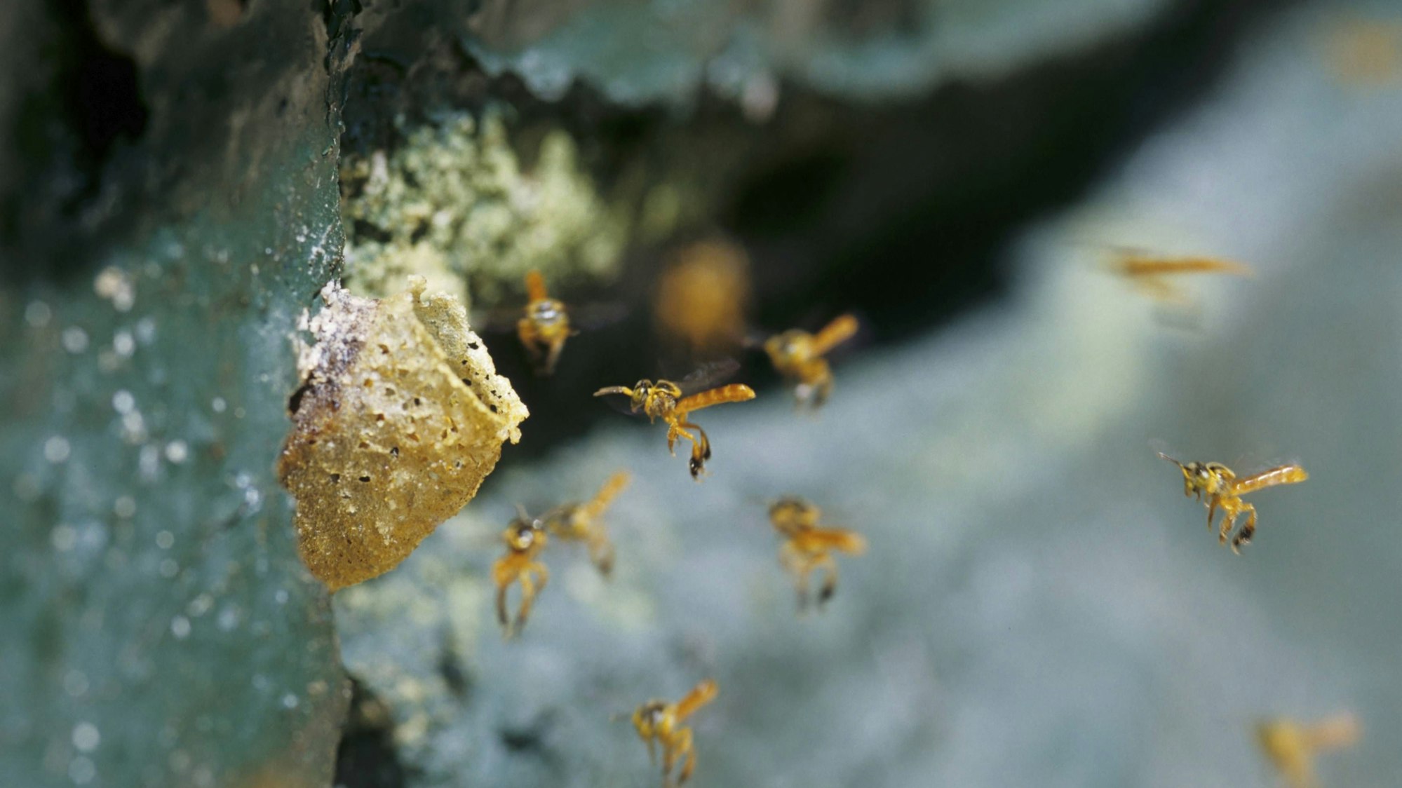 Stachellose Bienen fliegen um ihr Nest
