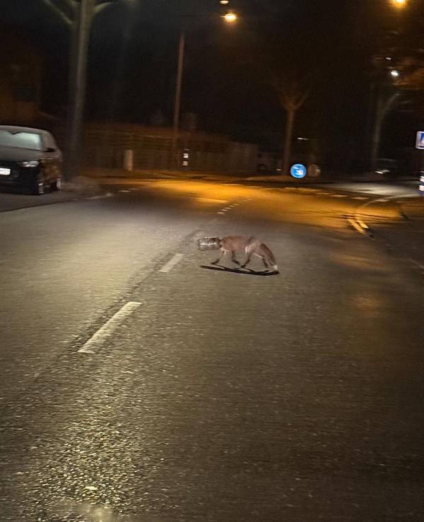 Der Fuchs, dessen Kopf in einem Plastikbehältnis steckt, läuft über eine Fahrbahn.