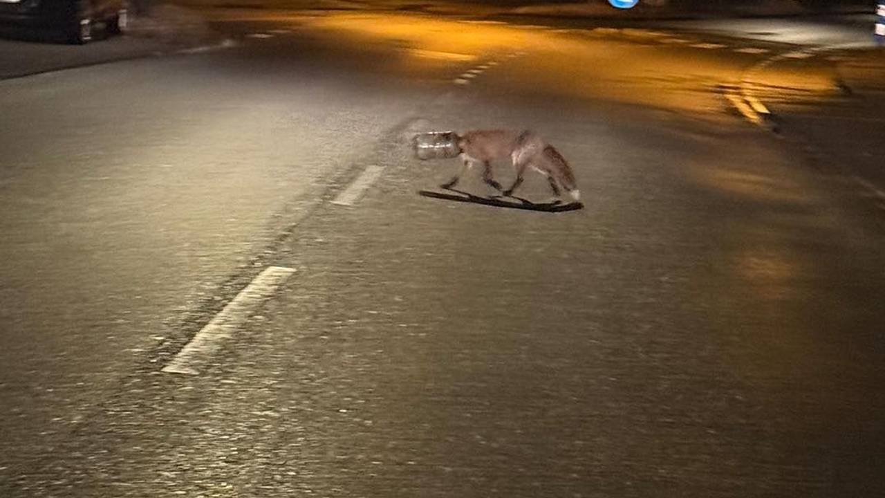 Der Fuchs, dessen Kopf in einem Plastikbehältnis steckt, läuft über eine Fahrbahn.