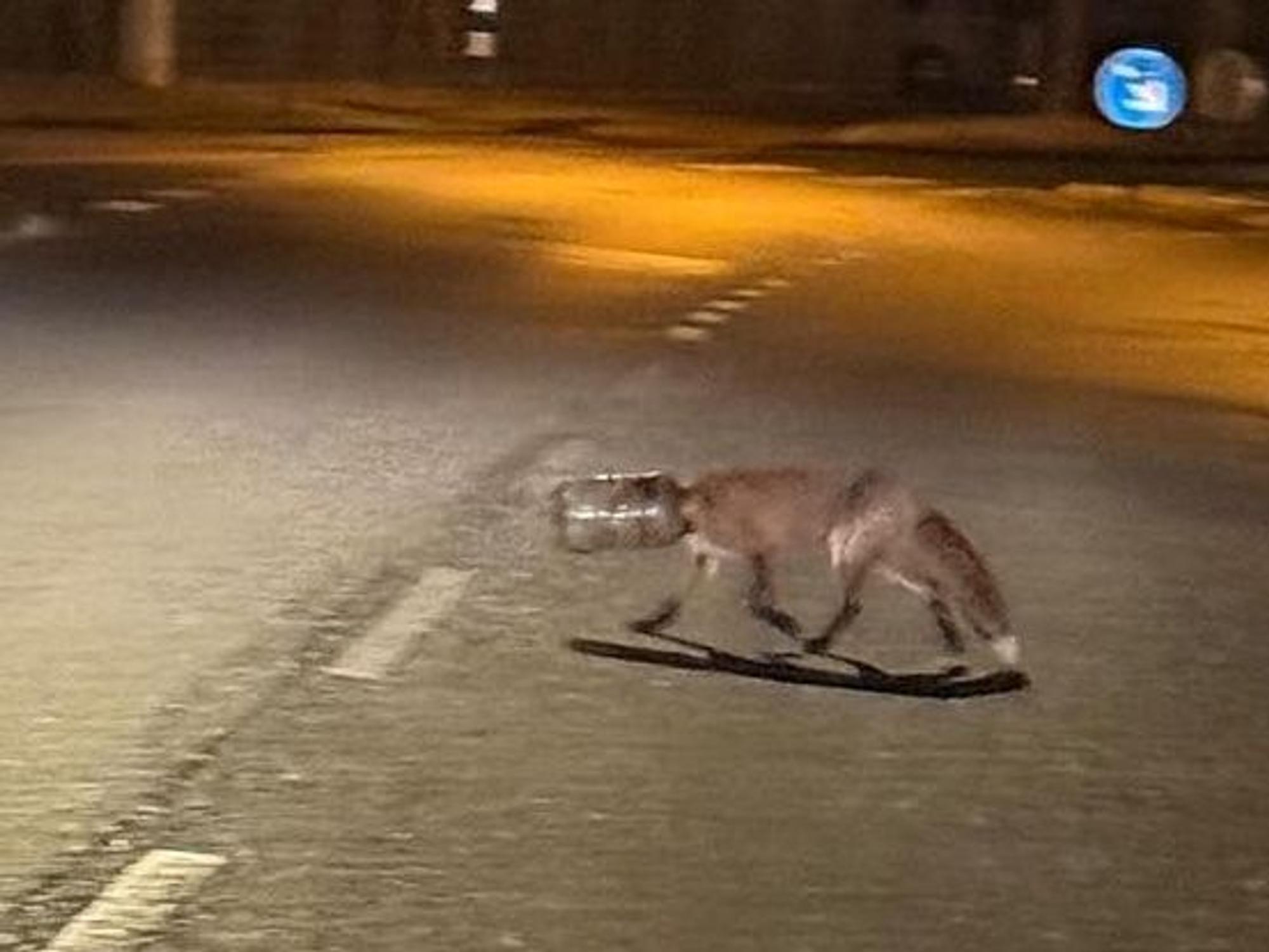 Ein Fuchs, dessen Kopf in einem Plastikgefäß steckt, läuft über eine Straße.