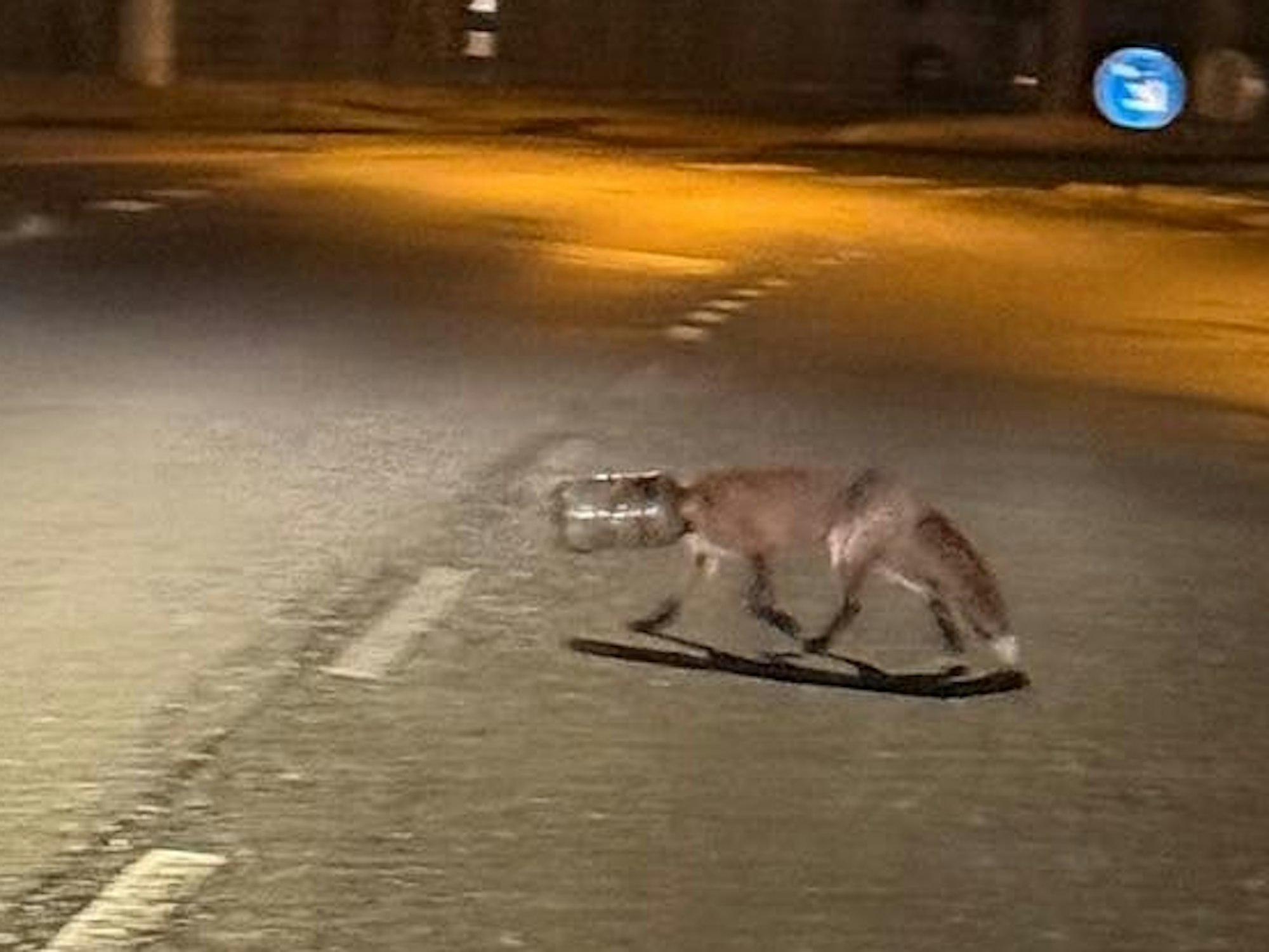 Ein Fuchs, dessen Kopf in einem Plastikgefäß steckt, läuft über eine Straße.