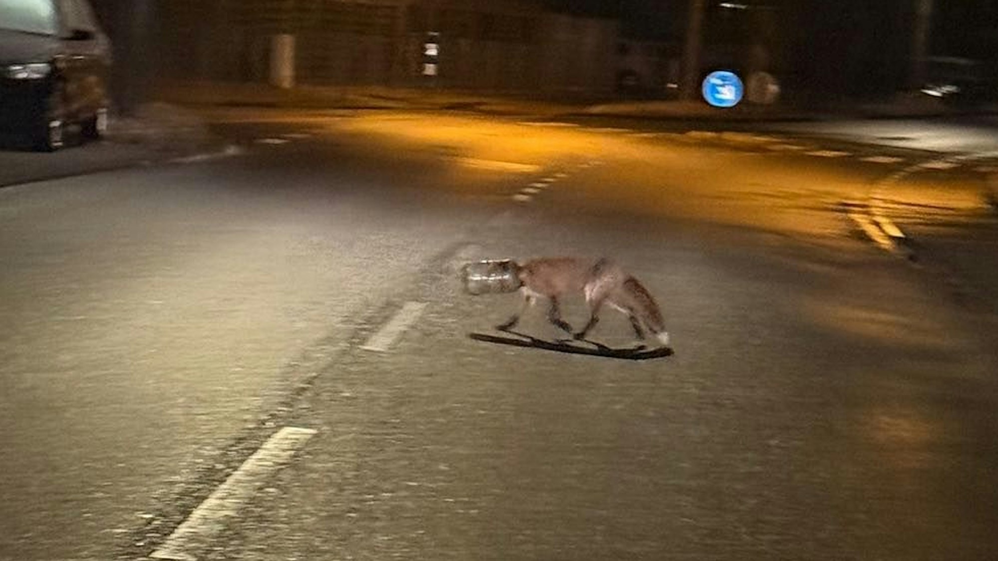 Der Fuchs, dessen Kopf in einem Plastikbehältnis steckt, läuft über eine Fahrbahn.