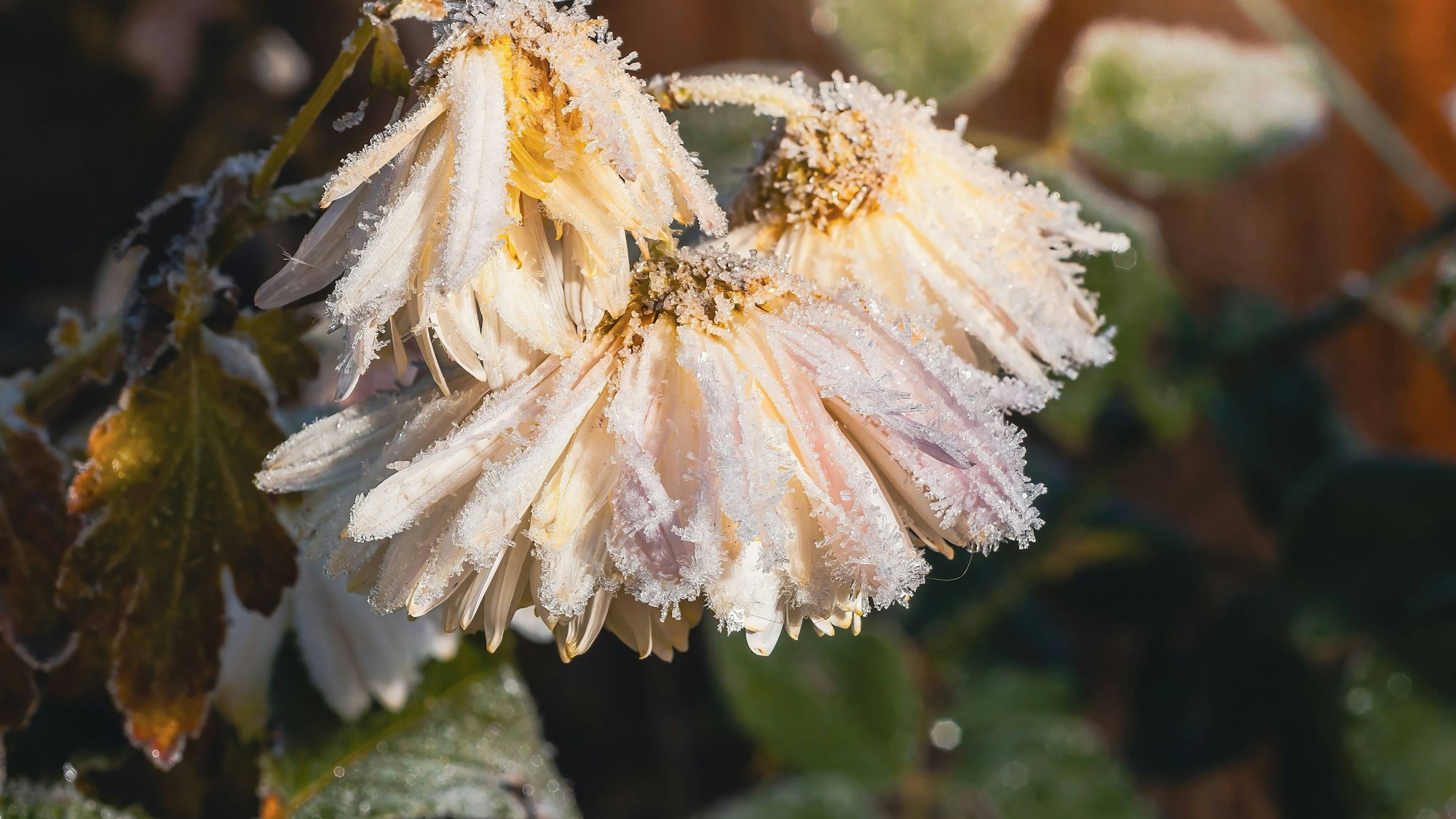 Blumen mit Frost überzogen im Morgenlicht