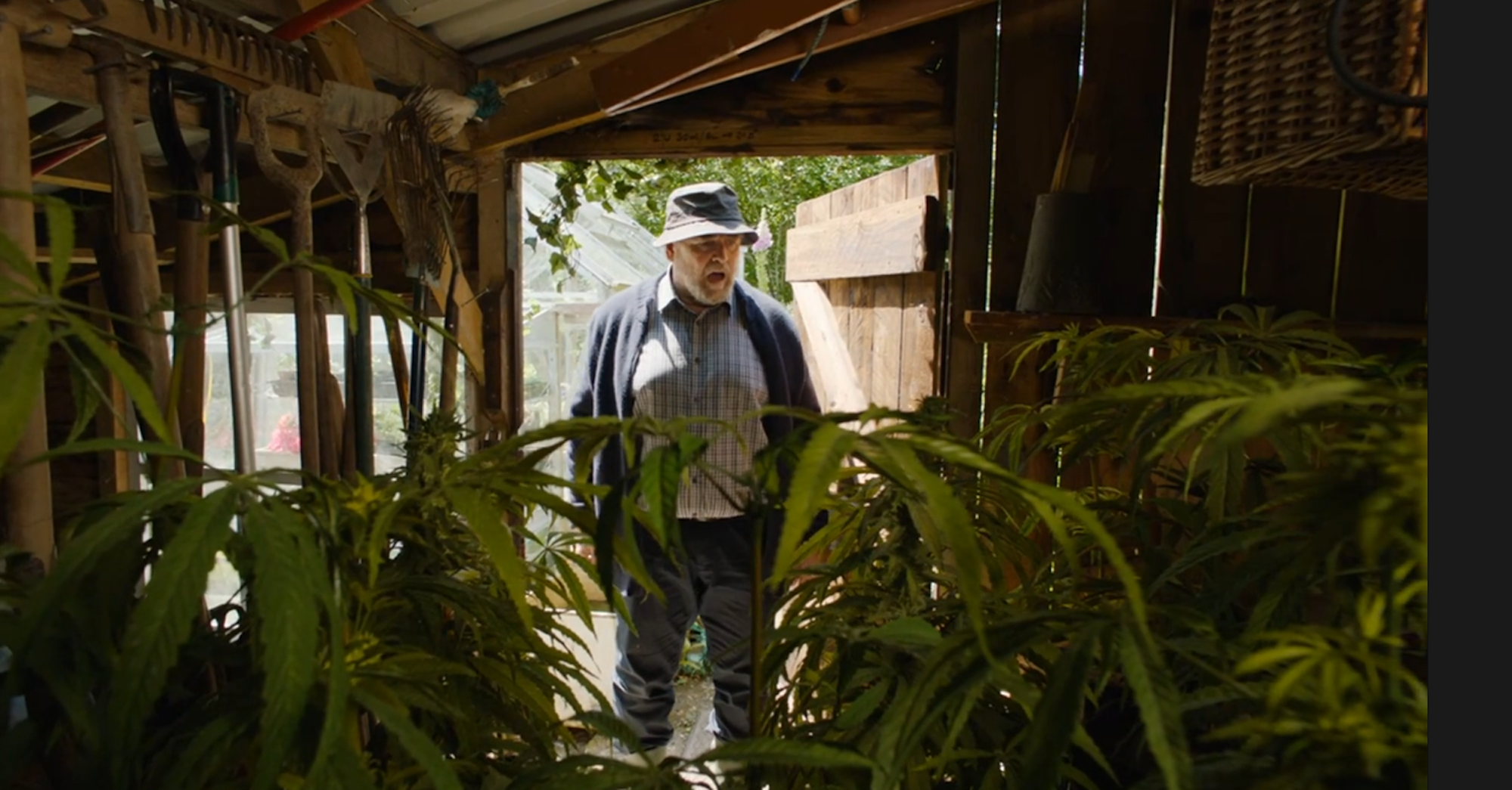Ein Mann mit verbeultem Hut schaut auf eine Cannabis-Plantage