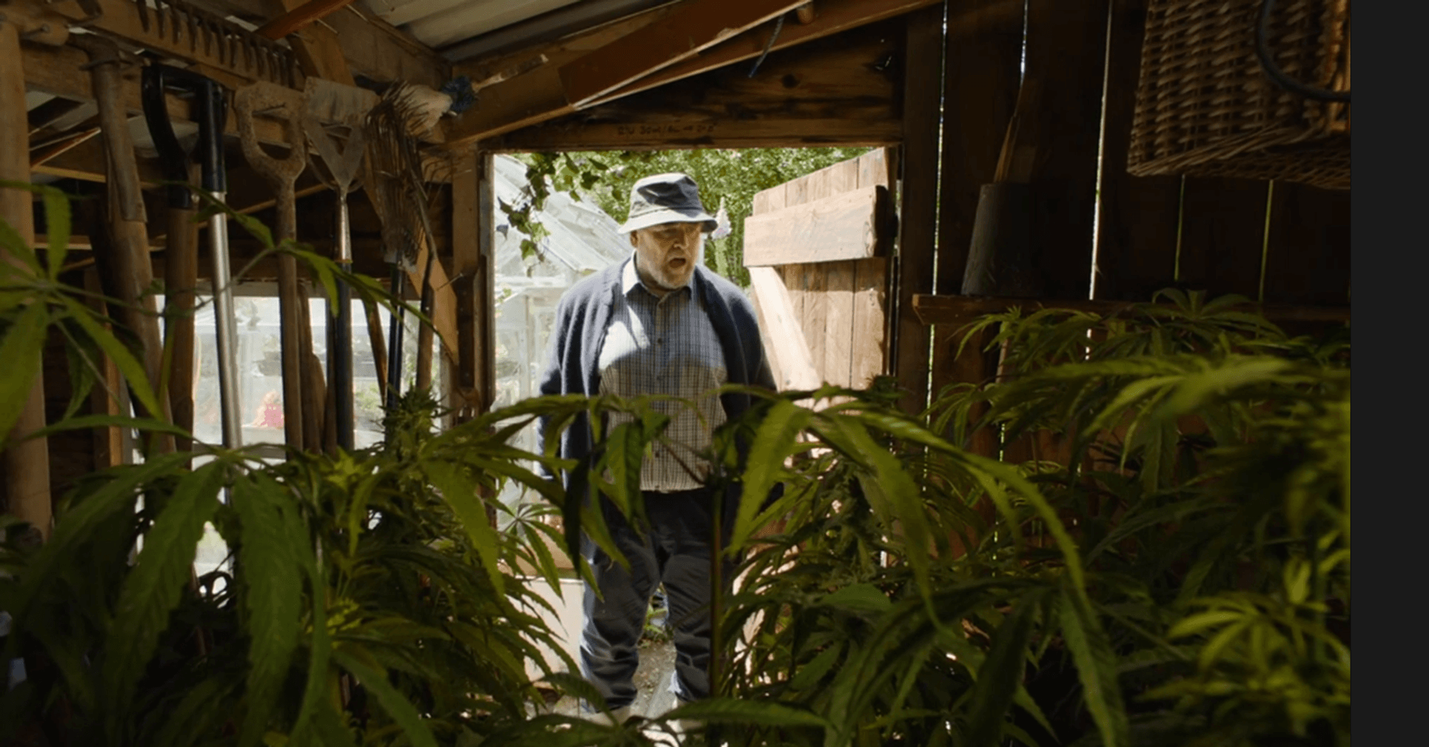 Ein Mann mit verbeultem Hut schaut auf eine Cannabis-Plantage