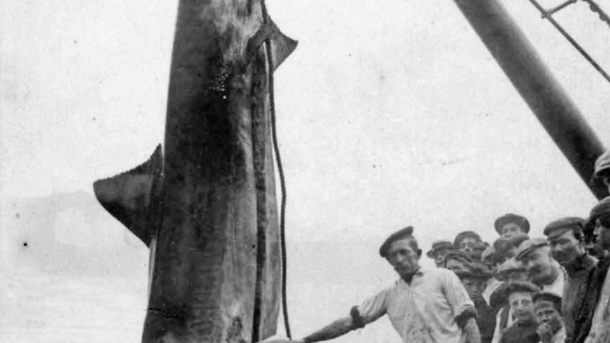 Großer Fisch wird von Fischern und Zuschauern bestaunt