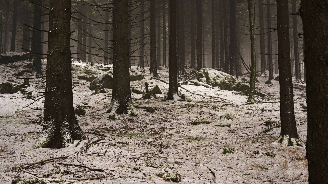 Zwei Teenager haben sich im Dunkeln und bei Minusgraden in einem Waldstück bei Krefeld verirrt (Symbolbild).