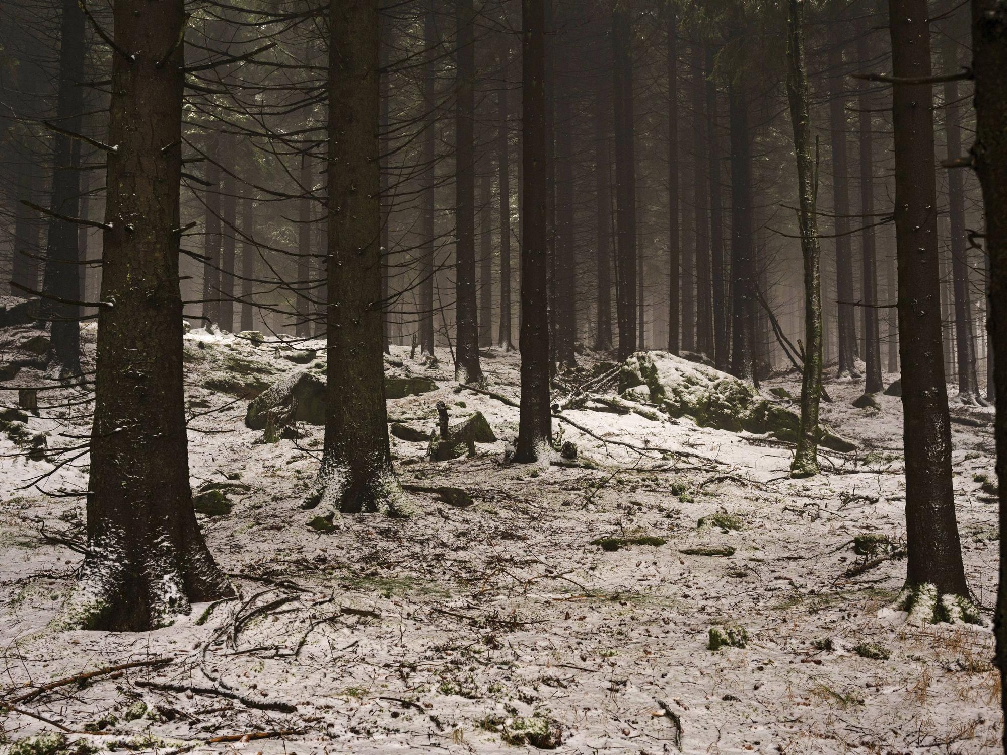 Zwei Teenager haben sich im Dunkeln und bei Minusgraden in einem Waldstück bei Krefeld verirrt (Symbolbild).