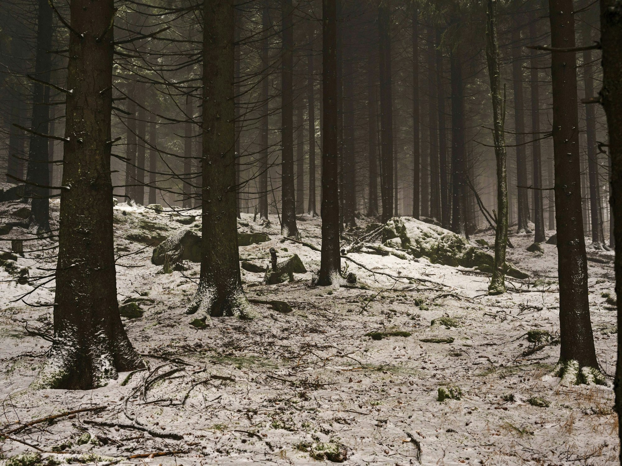 Zwei Teenager haben sich im Dunkeln und bei Minusgraden in einem Waldstück bei Krefeld verirrt (Symbolbild).