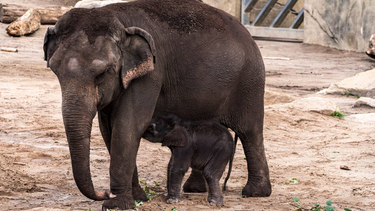Shu Thu Zar brachte am 5. Januar ein totes Elefantenbaby zur Welt. Das Foto zeigt die 31-jährige Elefantenkuh 2020 mit ihrer damals frisch geborenen Elefantenmädchen.