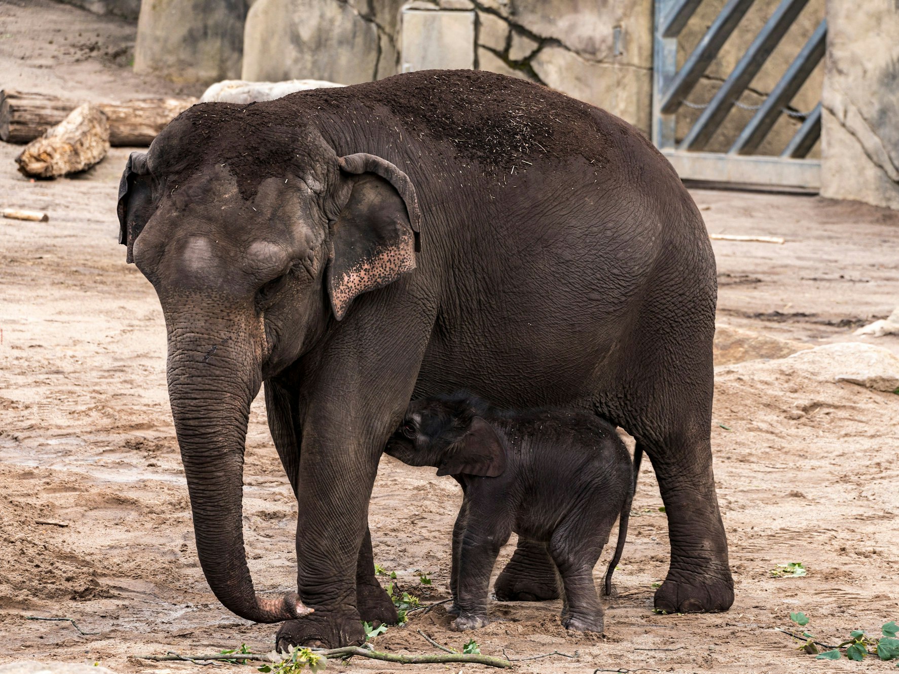 Shu Thu Zar brachte am 5. Januar ein totes Elefantenbaby zur Welt. Das Foto zeigt die 31-jährige Elefantenkuh 2020 mit ihrer damals frisch geborenen Elefantenmädchen.