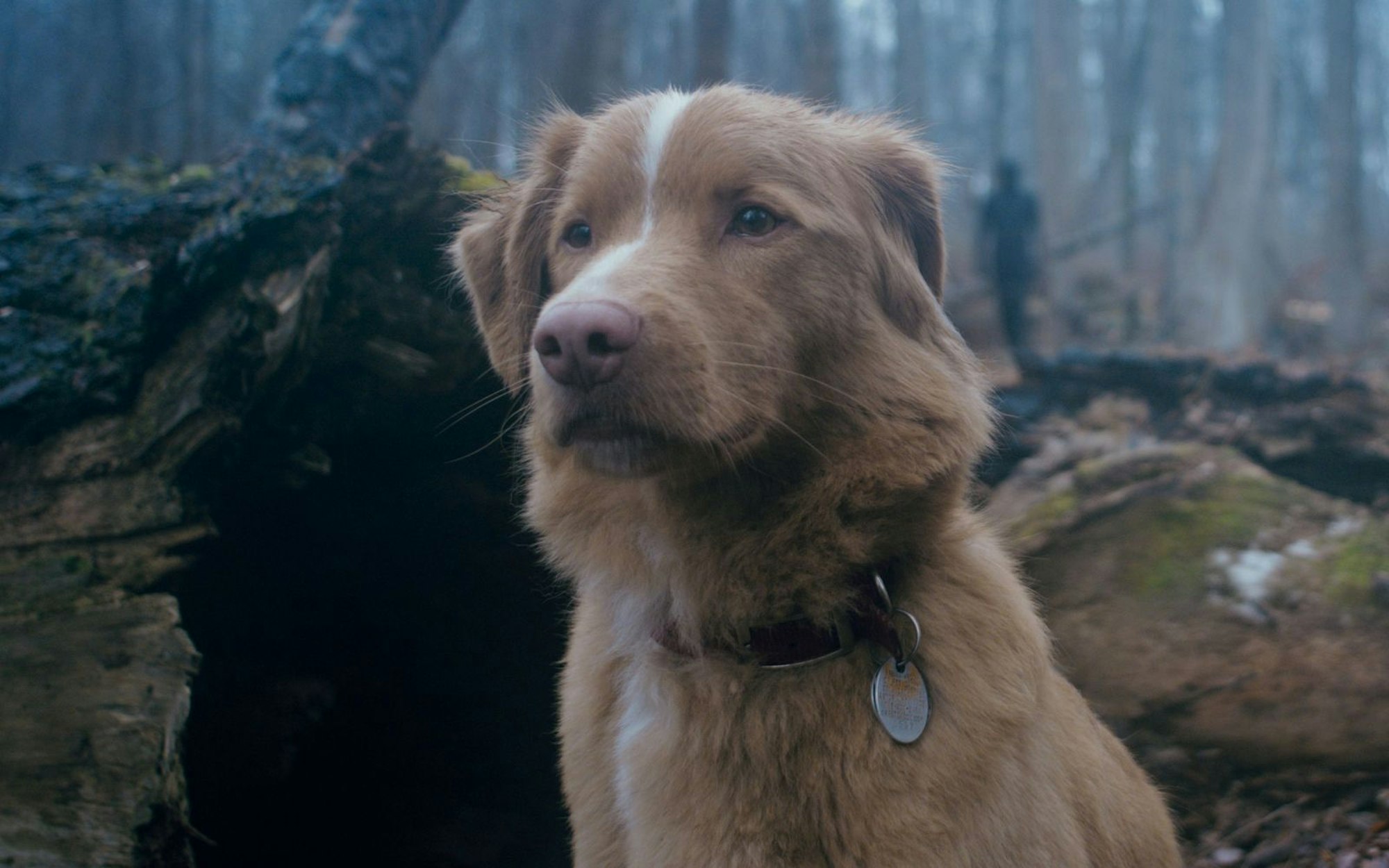 Der Hund Indy kann sehen, was seinem Herrchen verborgen bleibt. (Bild: What's wrong with your dogg, LLC)