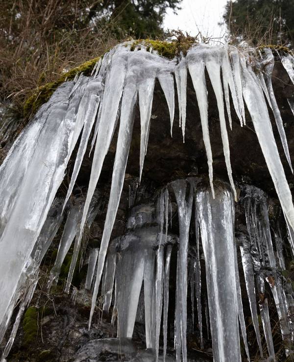 Lange Eiszapfen hängen an einer vereisten Felswand.