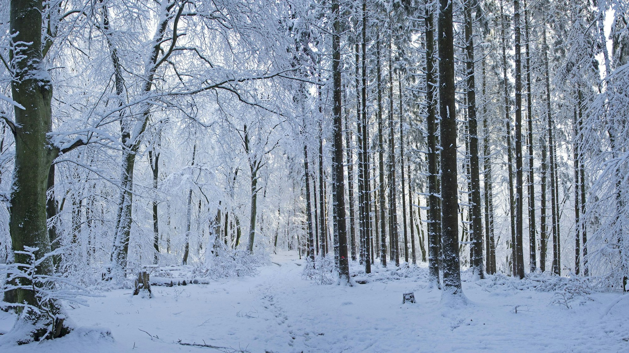 Winterlandschaft mit verschneiten Bäumen und viel Schnee