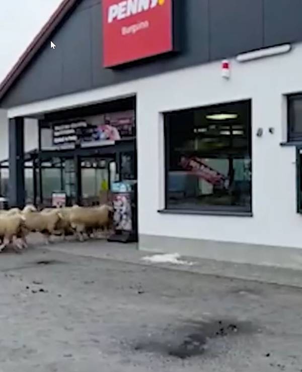 Schafe stürmen einen Penny-Markt.