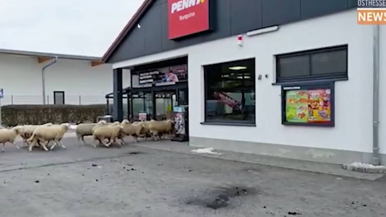 Schafe stürmen einen Penny-Markt.