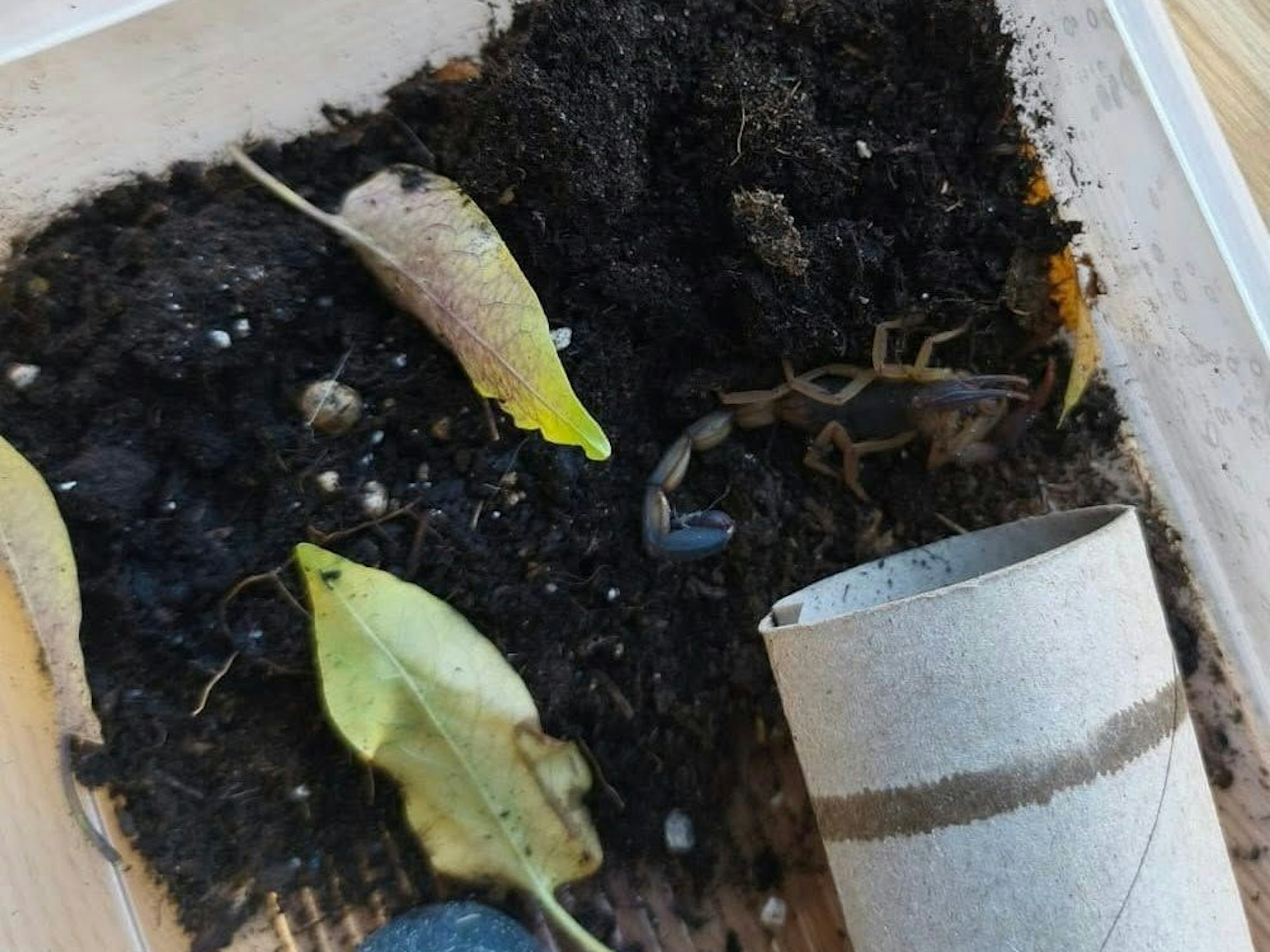 Dieser Skorpion sorgte bei einer Kölnerin für einen großen Schreck.
