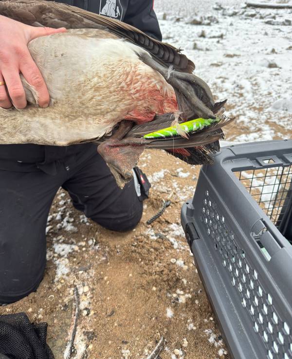 Eine Person hält eine Gans mit blutigem Hinterteil fest. An einem Fuß hängt ein künstlicher Angelköder.
