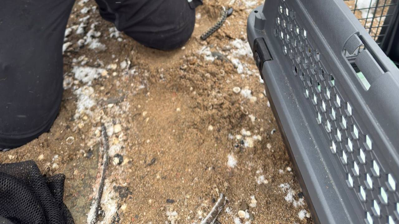Eine Person hält eine Gans mit blutigem Hinterteil fest. An einem Fuß hängt ein künstlicher Angelköder.