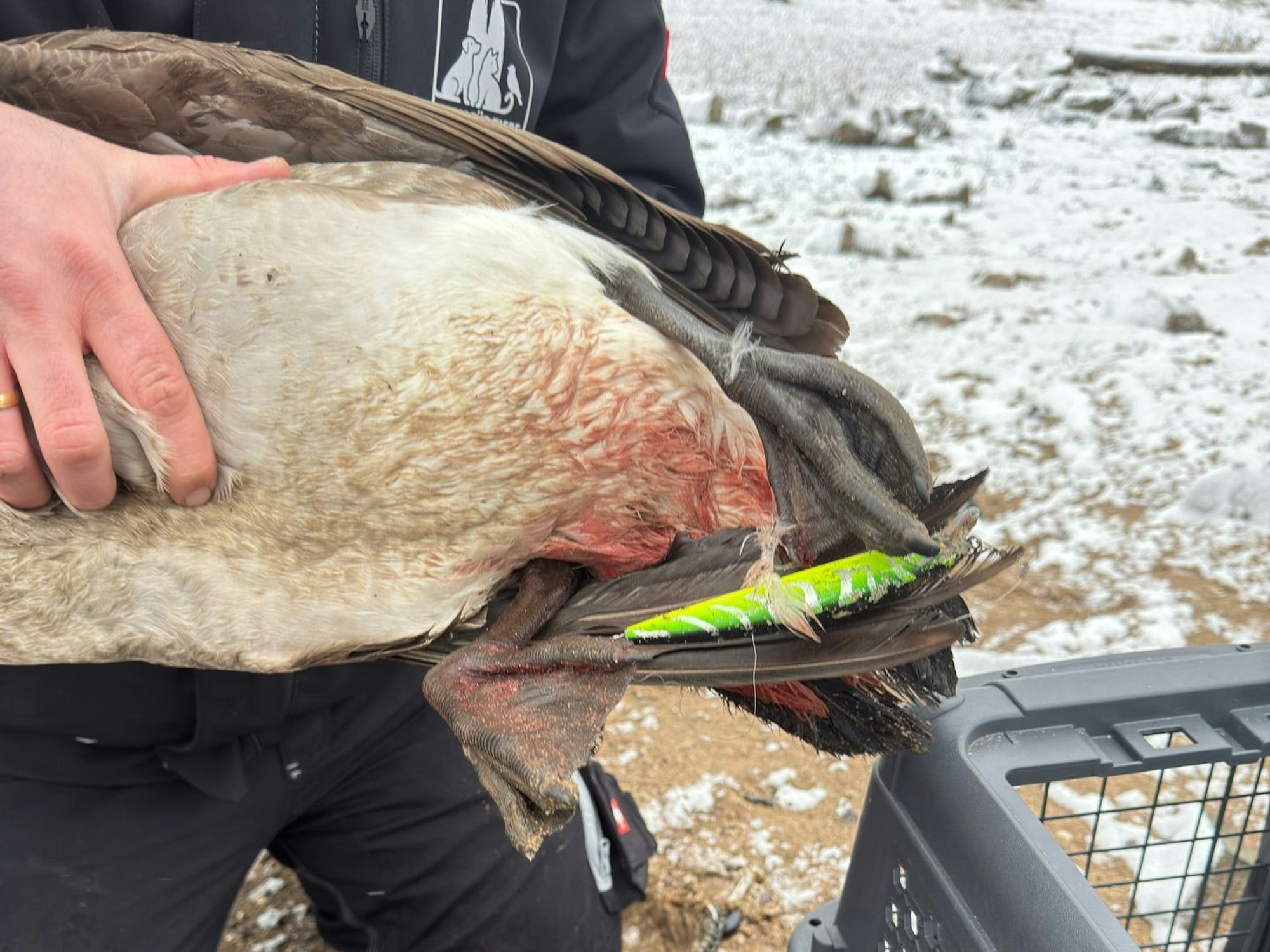 Eine Person hält eine Gans mit blutigem Hinterteil fest. An einem Fuß hängt ein künstlicher Angelköder.