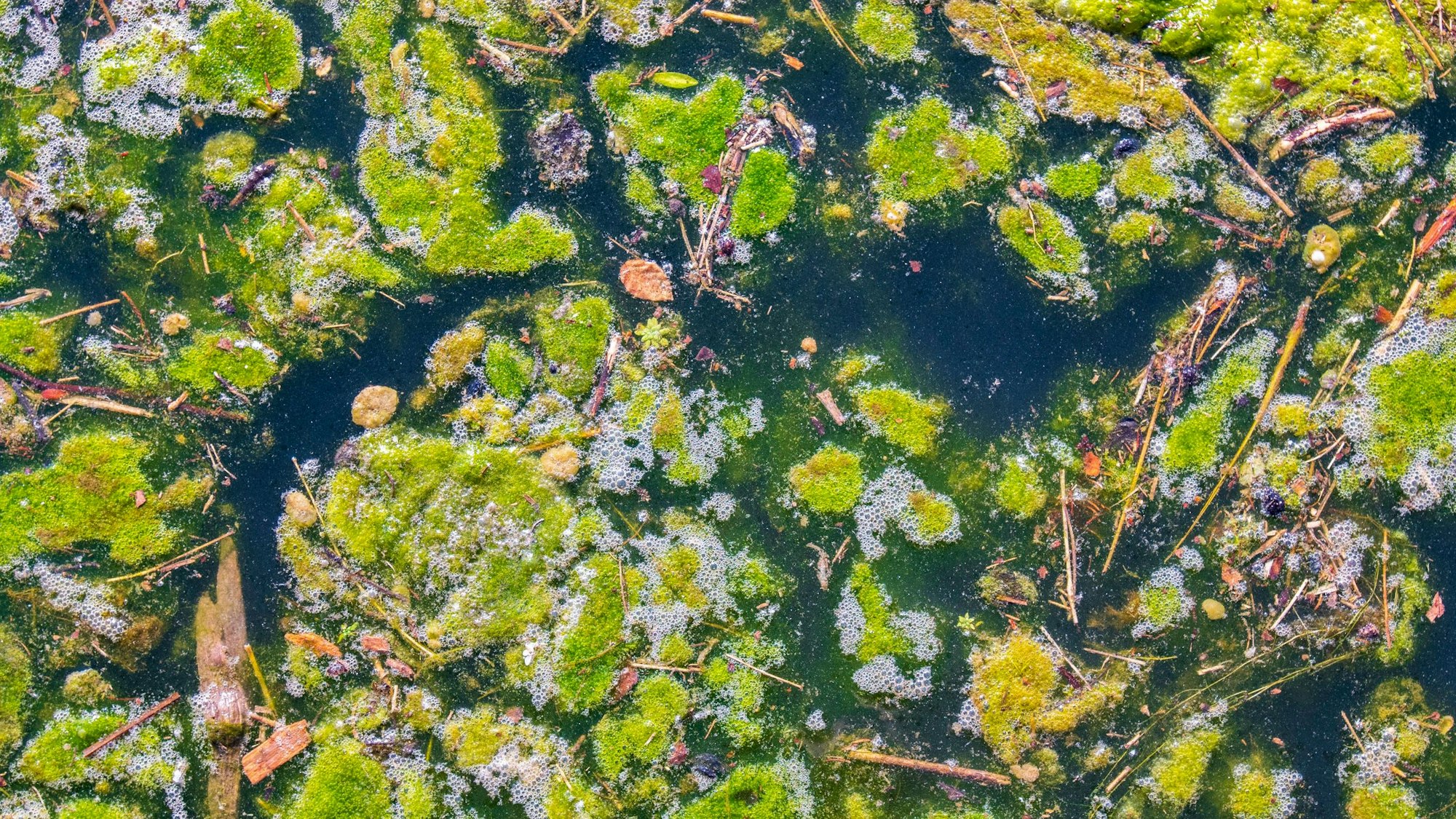 Algenblüte auf der Wasseroberfläche