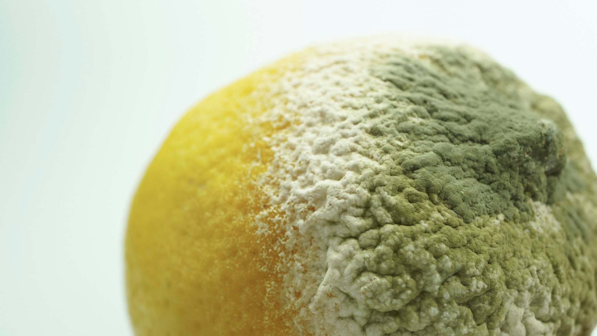 Verschimmelte Zitrone mit deutlich sichtbarem Pilzbefall