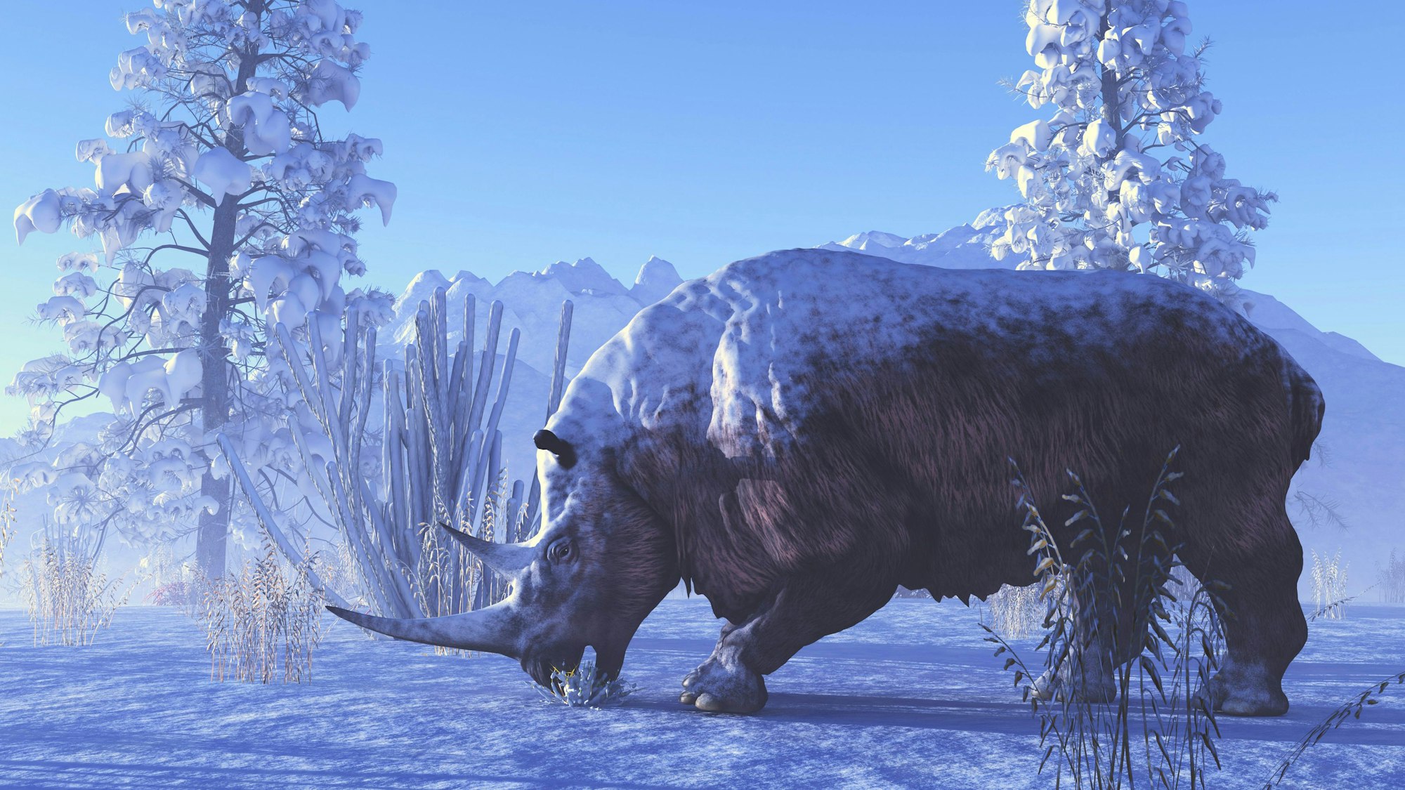 Wollnashorn frisst Pflanzen in verschneiter Landschaft