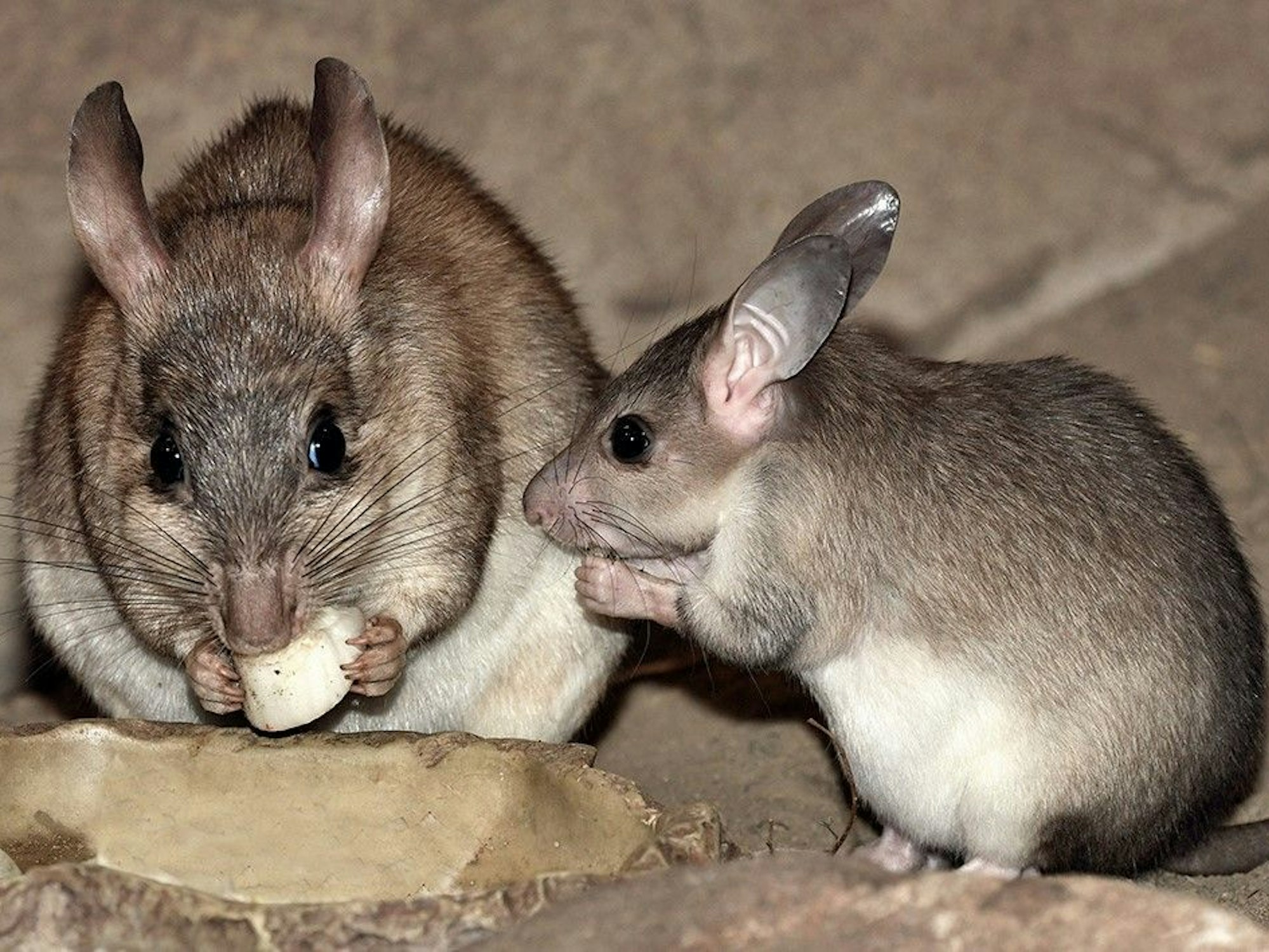 Zwei Springratten fressen.