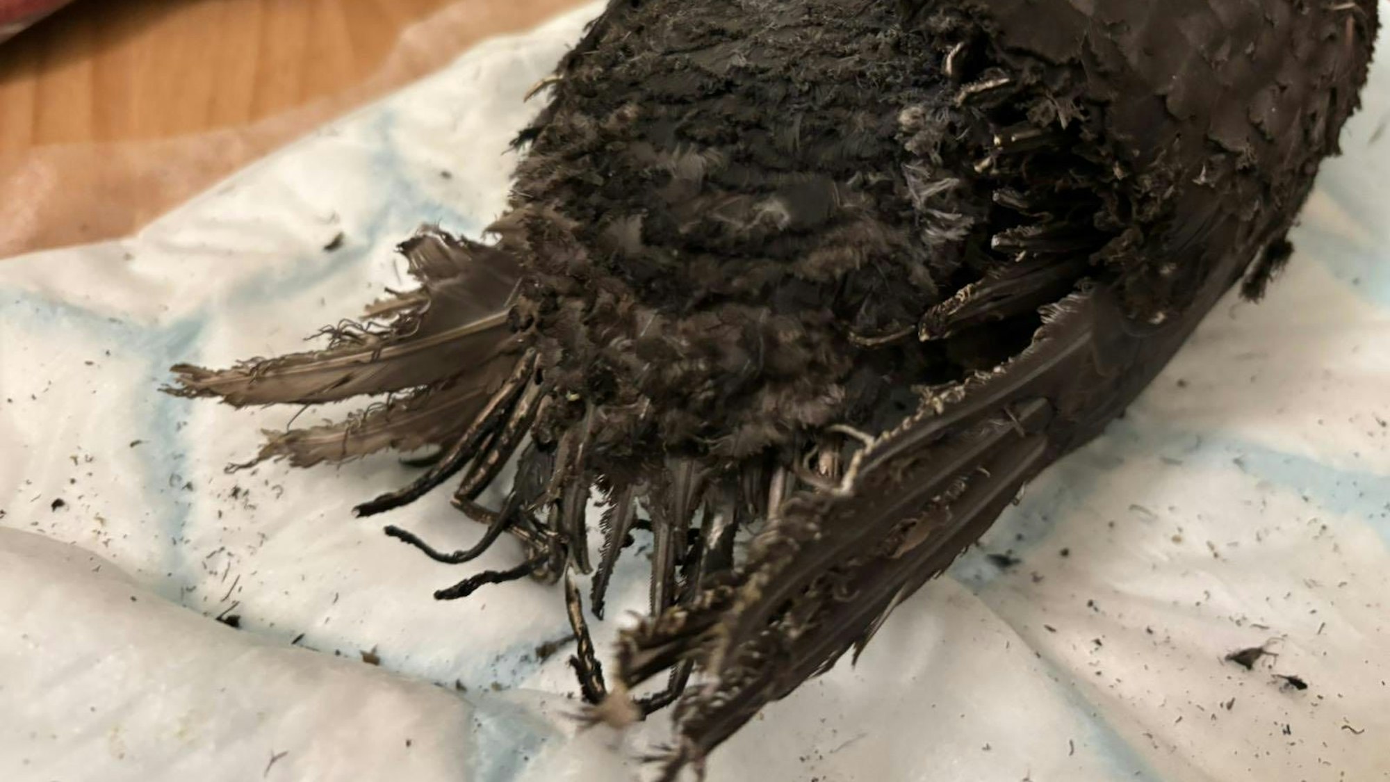 Die Federn einer Taube, die auf einer Decke liegt, sind verbrannt.