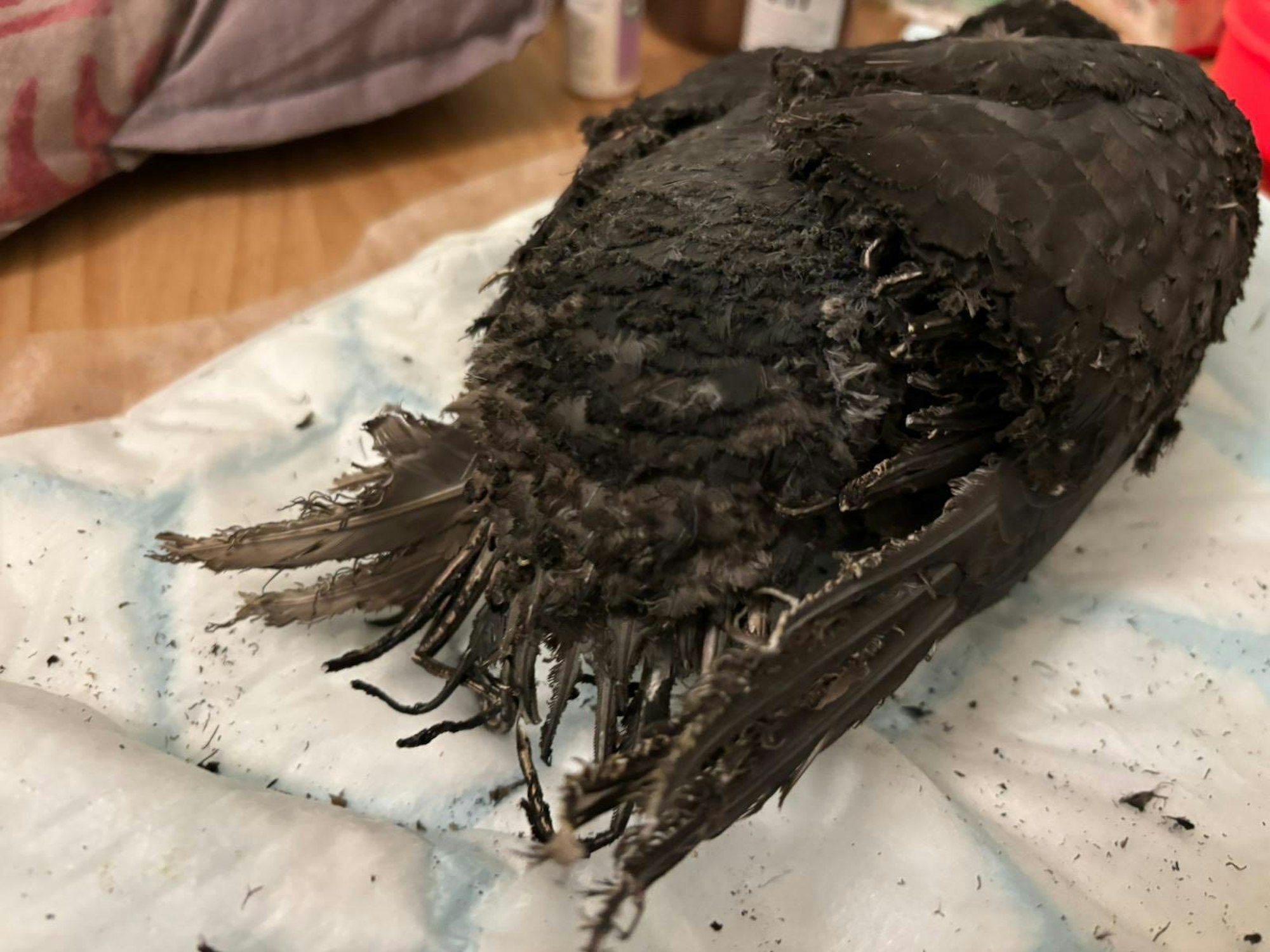 Die Schwanzfedern einer Taube sind verkohlt.