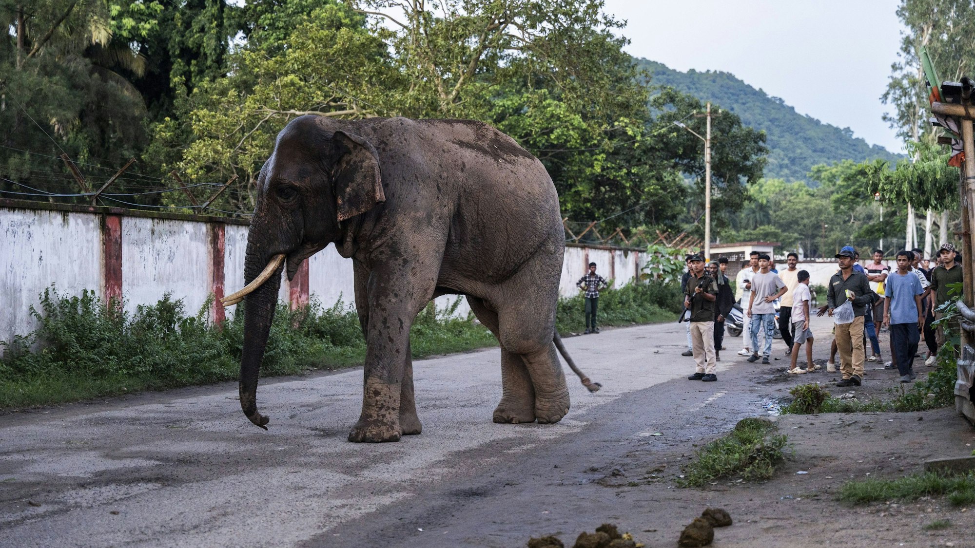 Elefant läuft auf Straße, Menschen stehen daneben