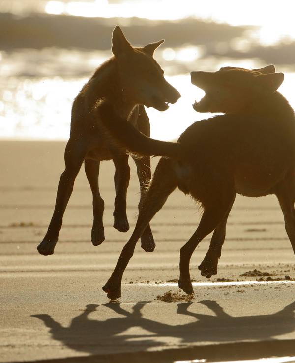 Dingos kämpfen an einem australischen Strand.