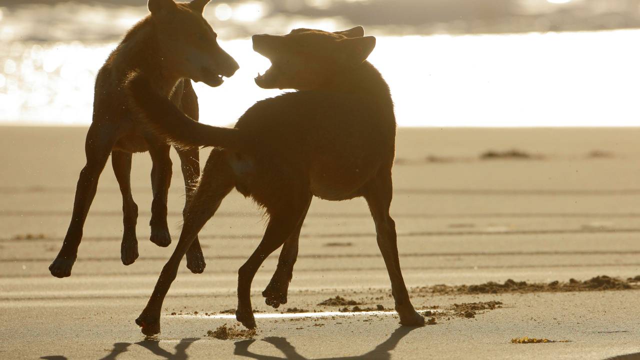 Dingos kämpfen an einem australischen Strand.