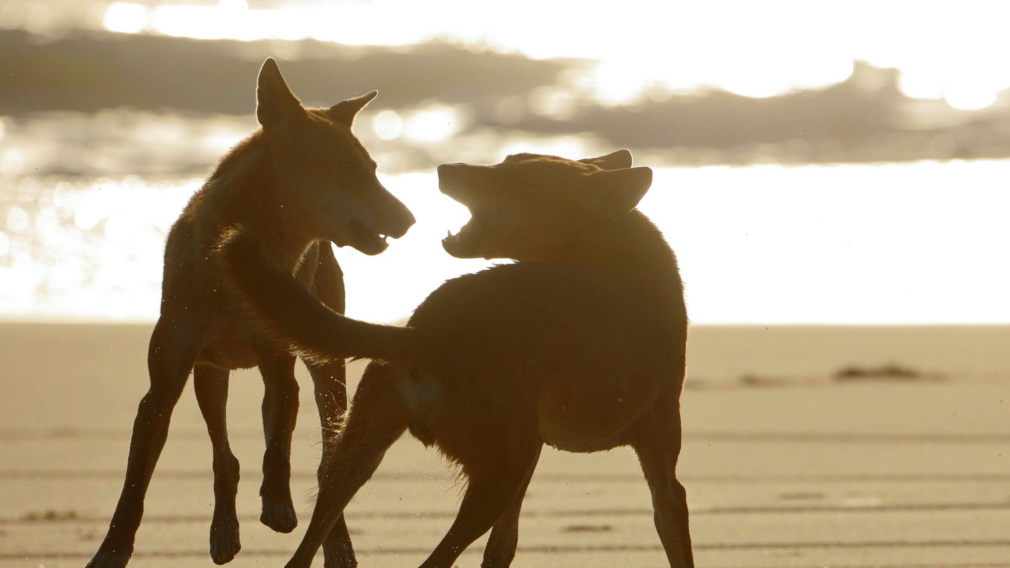 Dingos kämpfen an einem australischen Strand.