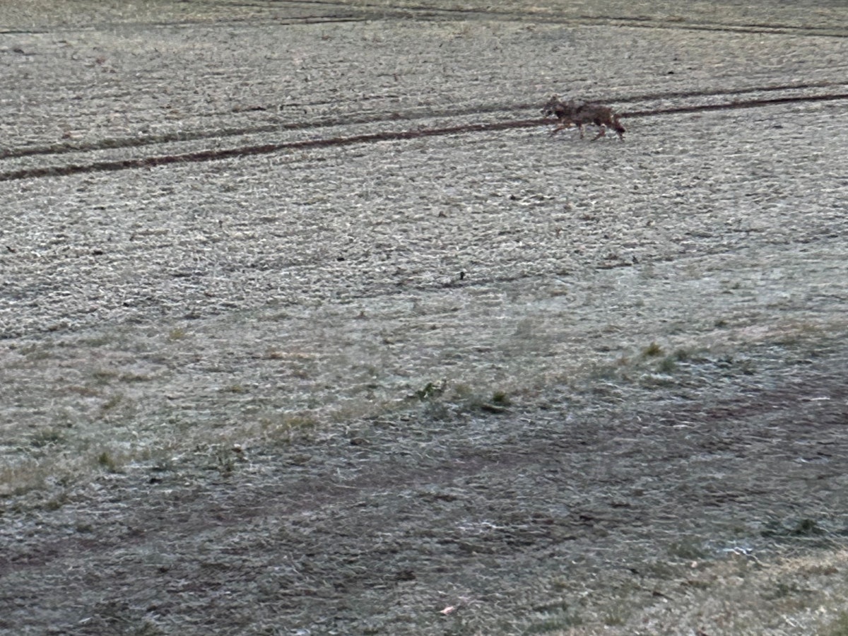 In Troisdorf haben Anwohnerinnen am Morgen des 19. Januar einen mutmaßlichen Wolf gesichtet und fotografiert. Das Tier lief aus einem Wohngebiet über den Siegdamm in Richtung Sieglarer See.