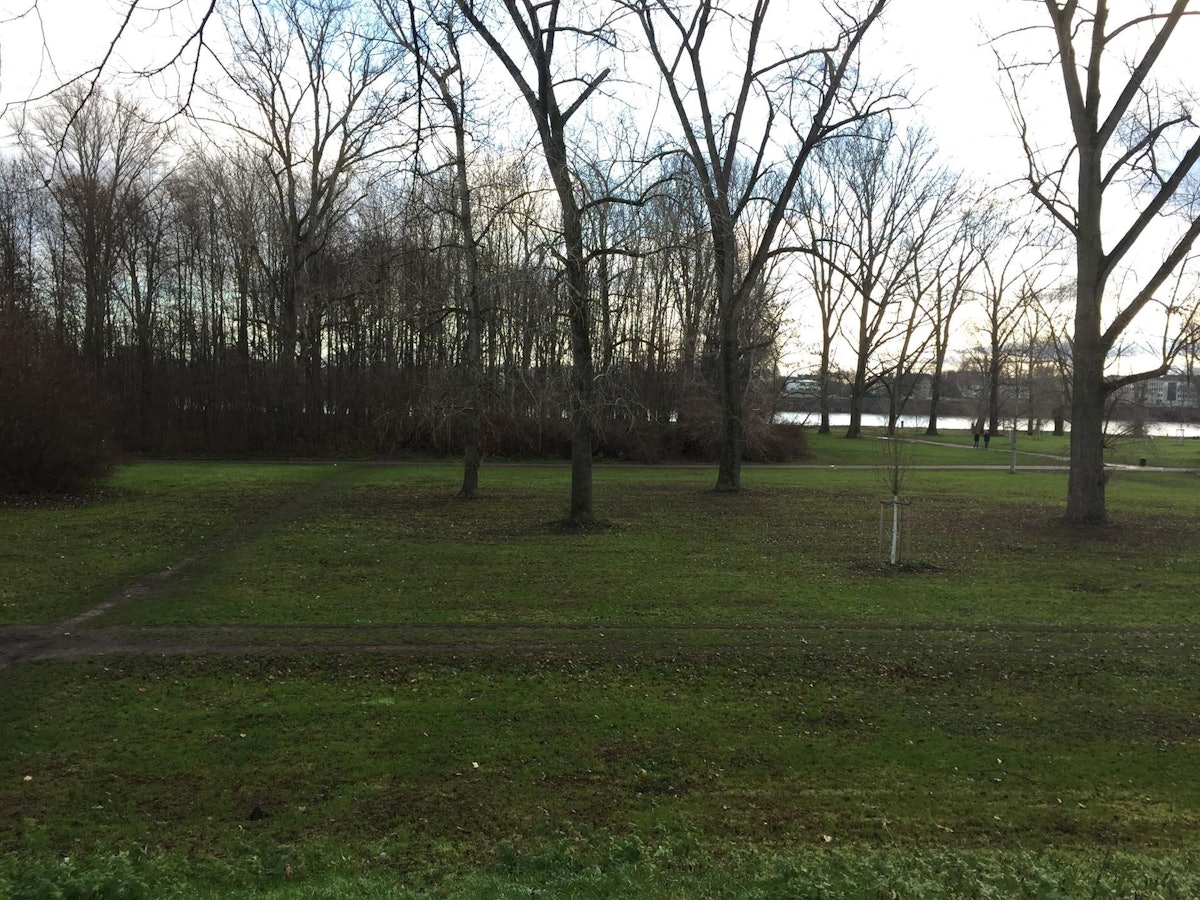 Das Cranachwäldchen am Rhein in Köln-Niehl.