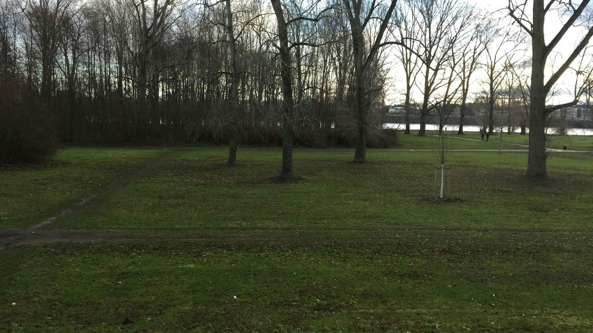 Das Cranachwäldchen am Rhein in Köln-Niehl