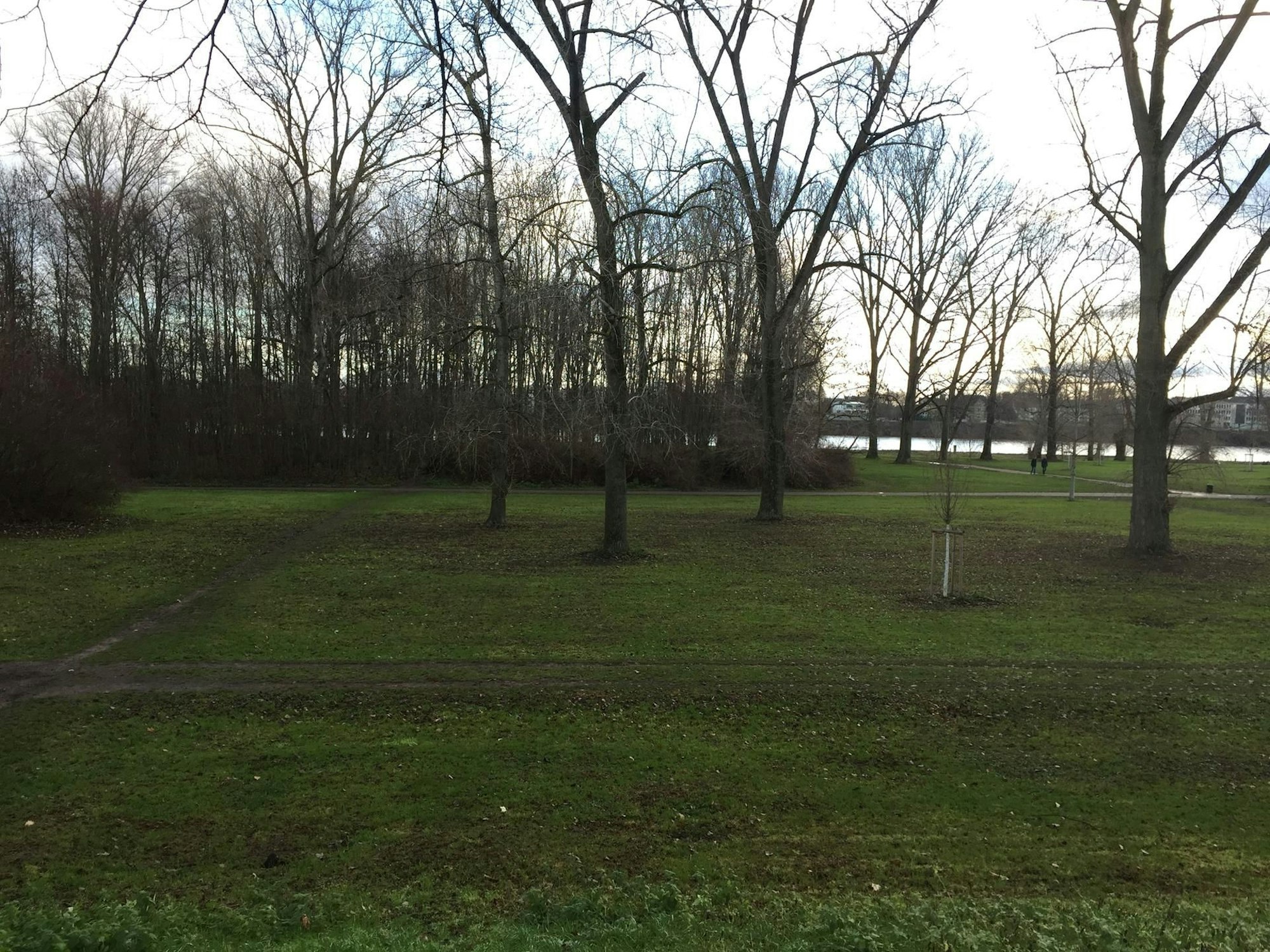 Das Cranachwäldchen am Rhein in Köln-Niehl.