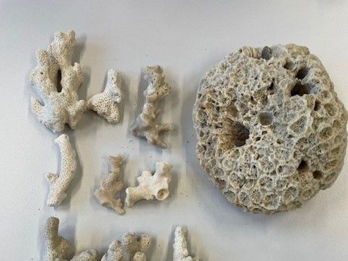 Sichergestellte Steinkorallen