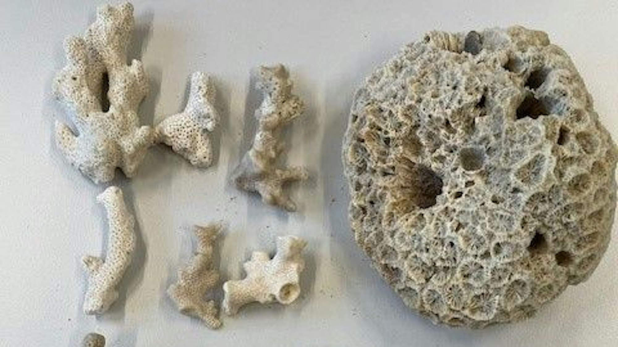 Sichergestellte Steinkorallen