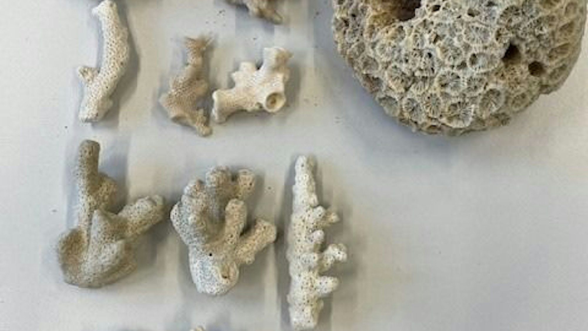 Eine große, weiße Steinkoralle wird von einer Hand gehalten.