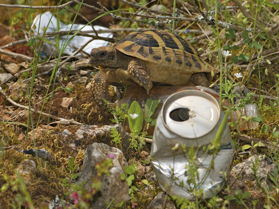 Eine Schildkröte in natürlicher Umgebung mit Müll
