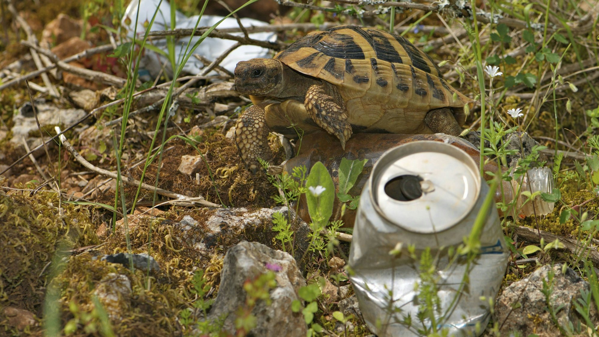 Eine Schildkröte in natürlicher Umgebung mit Müll