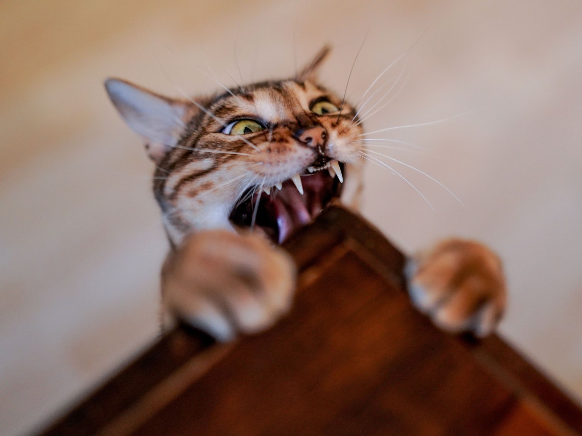 Katze beißt in Tischkante.
