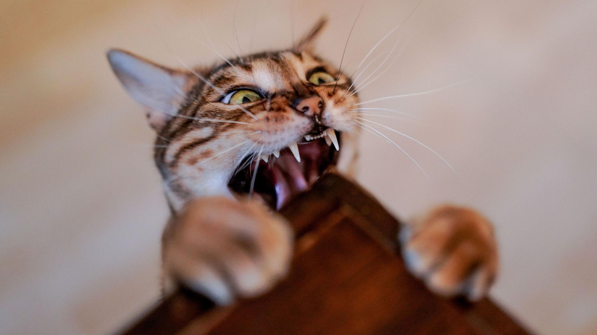 Katze beißt in Tischkante.