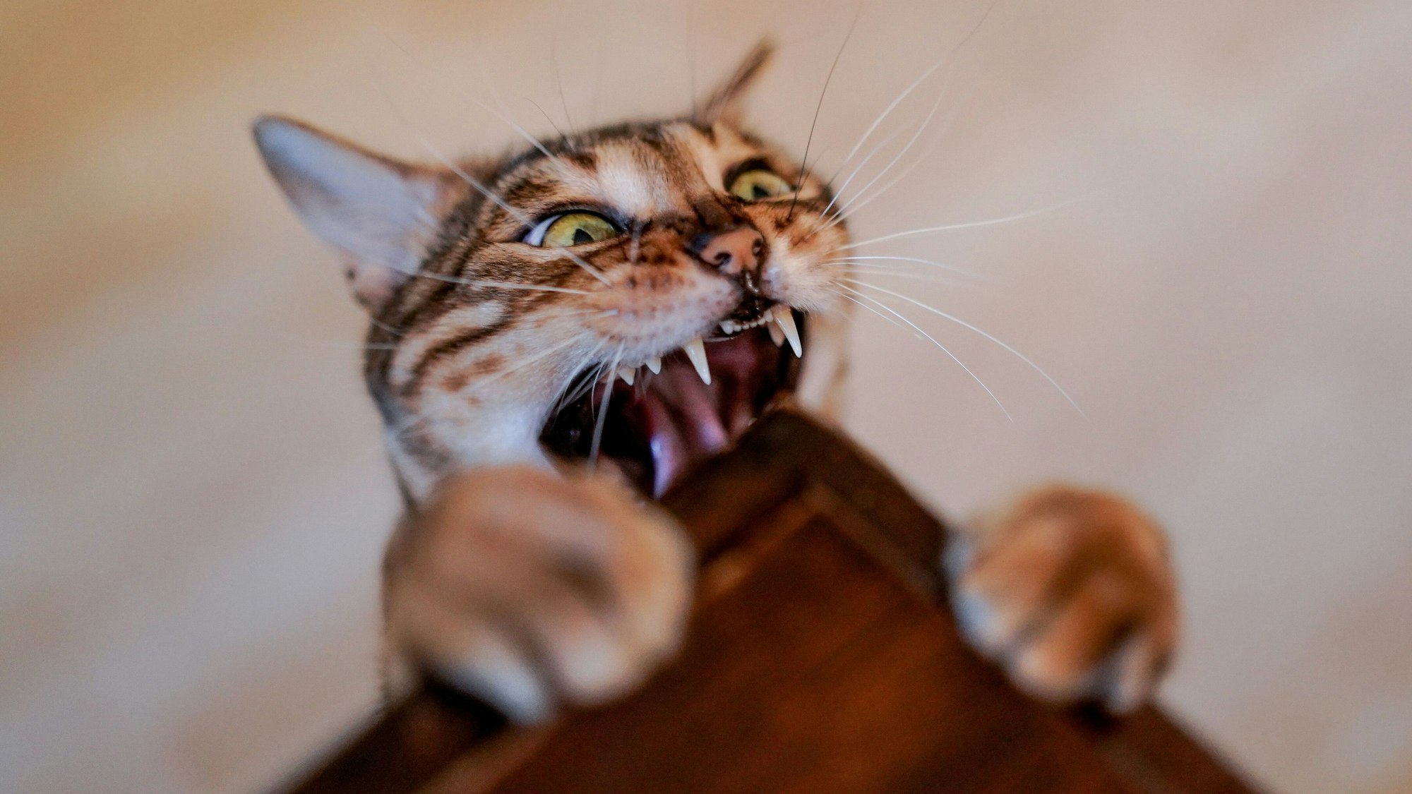 Katze beißt in Tischkante.