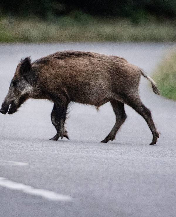 Ein Wildschwein läuft über eine Straße.